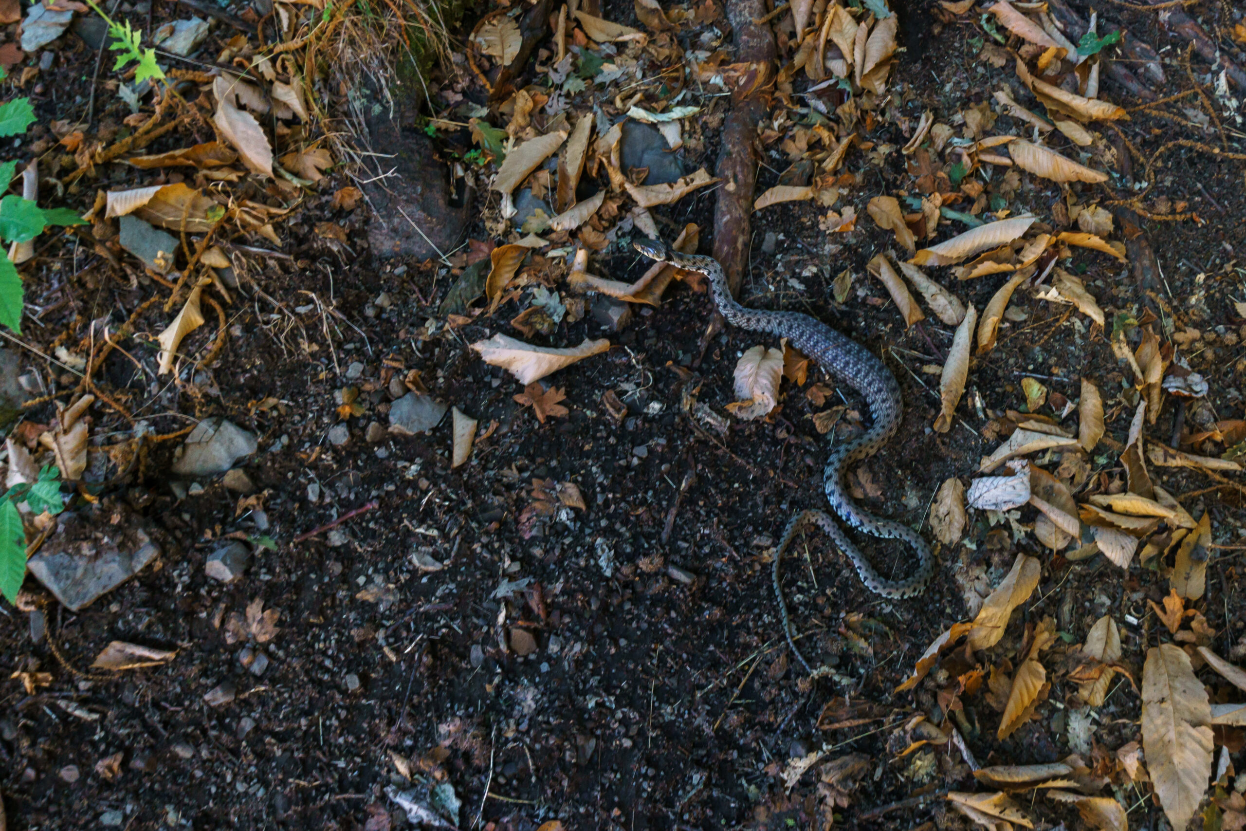 IMG_20210901_183100_DSC00834