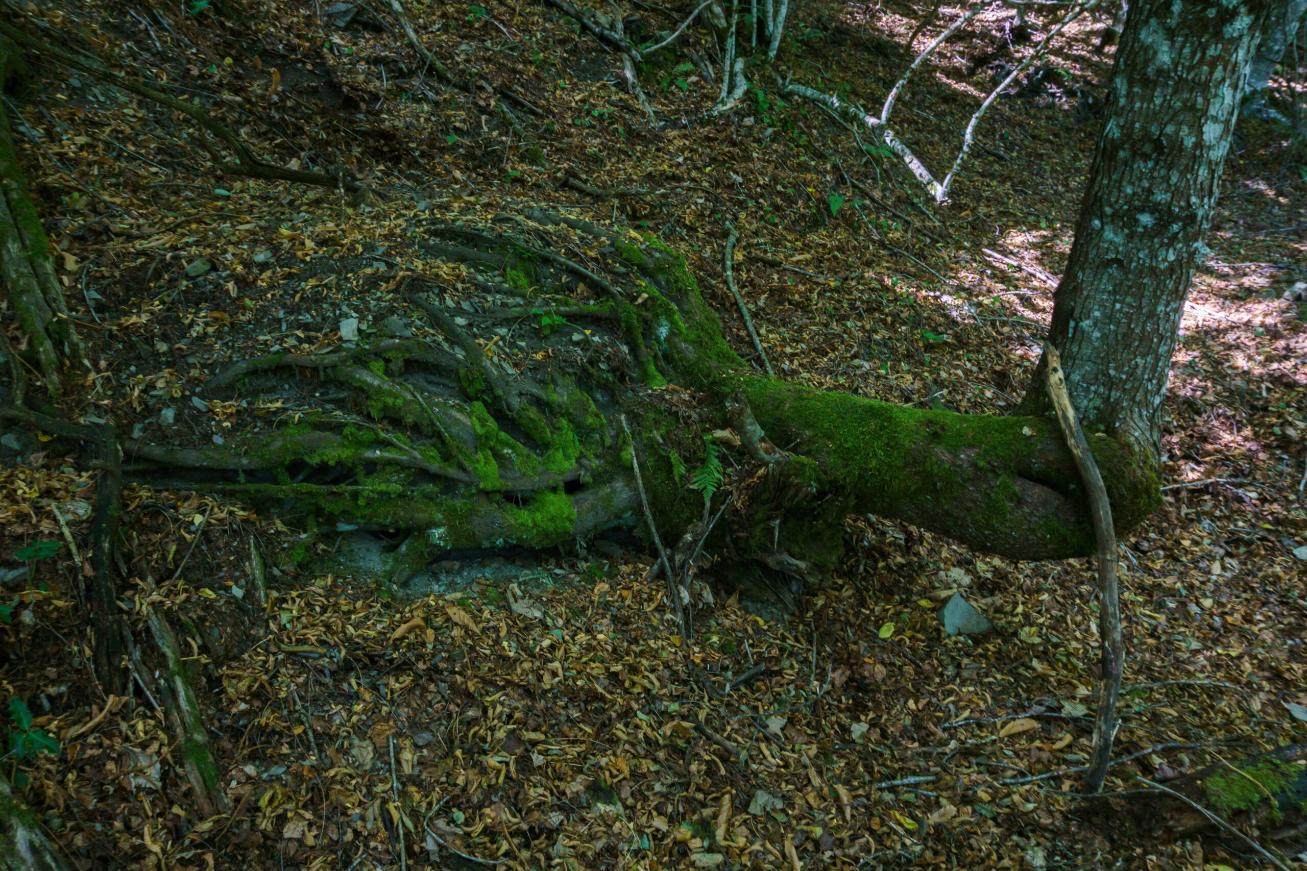 IMG_20210902_123700_DSC00856