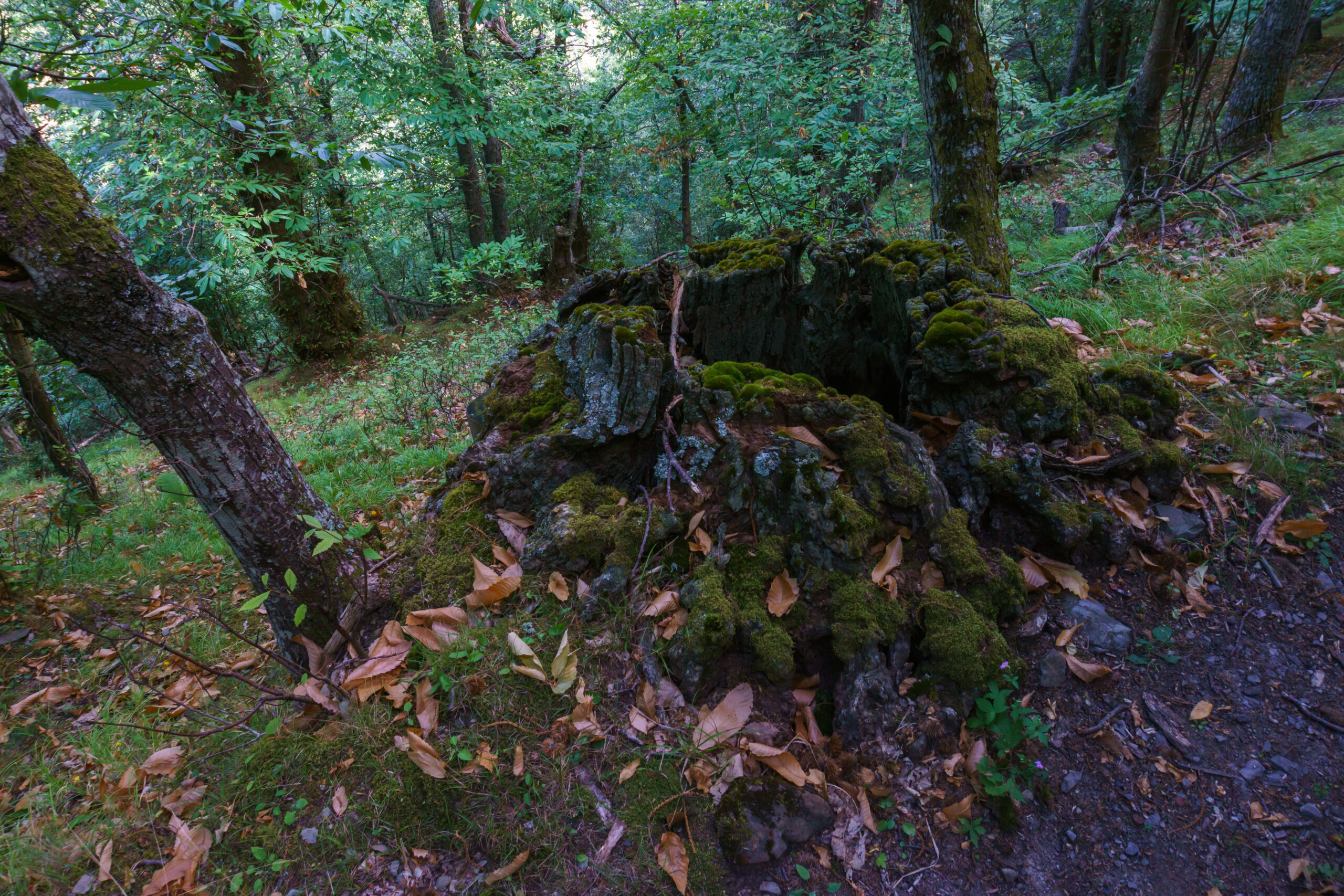 IMG_20210903_110700_DSC00882