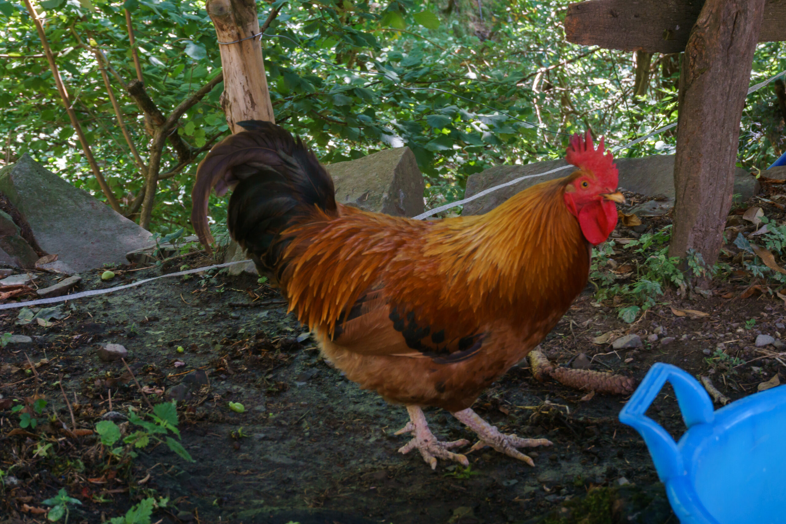 IMG_20210903_123900_DSC00887