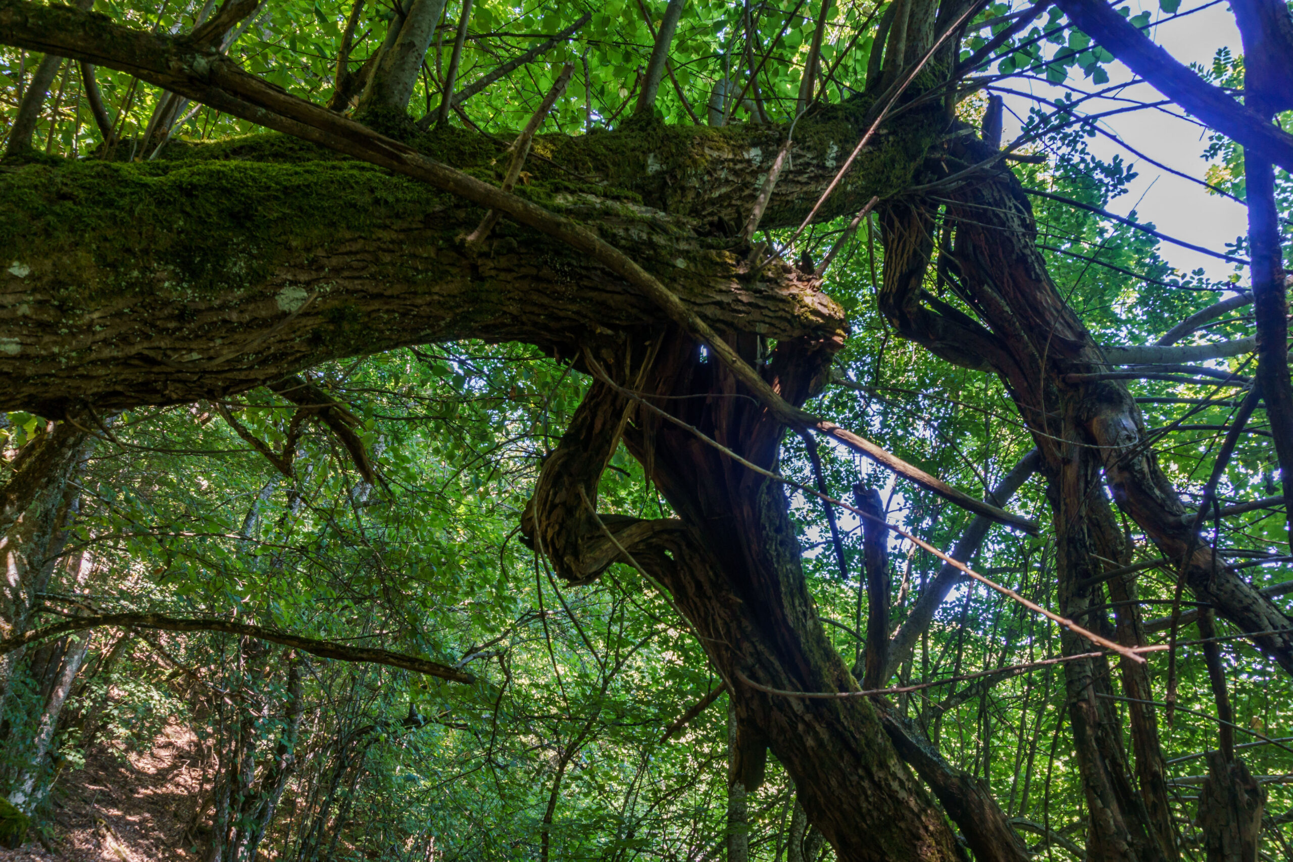 IMG_20210902_120300_DSC00853